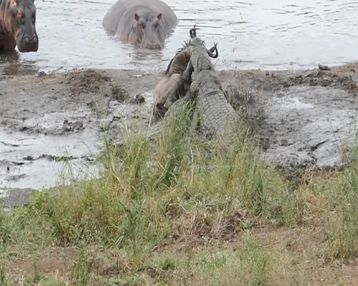 Пользователи социальных сетей выложили видео спасения бегемотами антилопы Гну