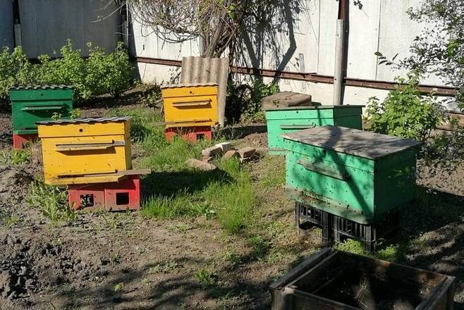 В Болгаре судебные приставы помогли супругам поделить пчел