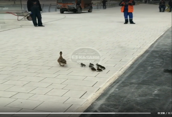 На видео попала семья уток в центре Казани, для которой остановили движение