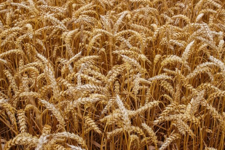 В Татарстане обработали 19 процентов полей
