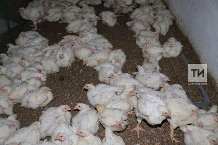 153 тонны инфицированной гриппом курятины привезли в Татарстан из Пензы