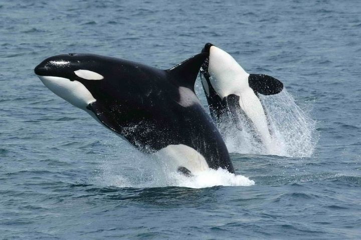 23 июля - Всемирный день китов и дельфинов