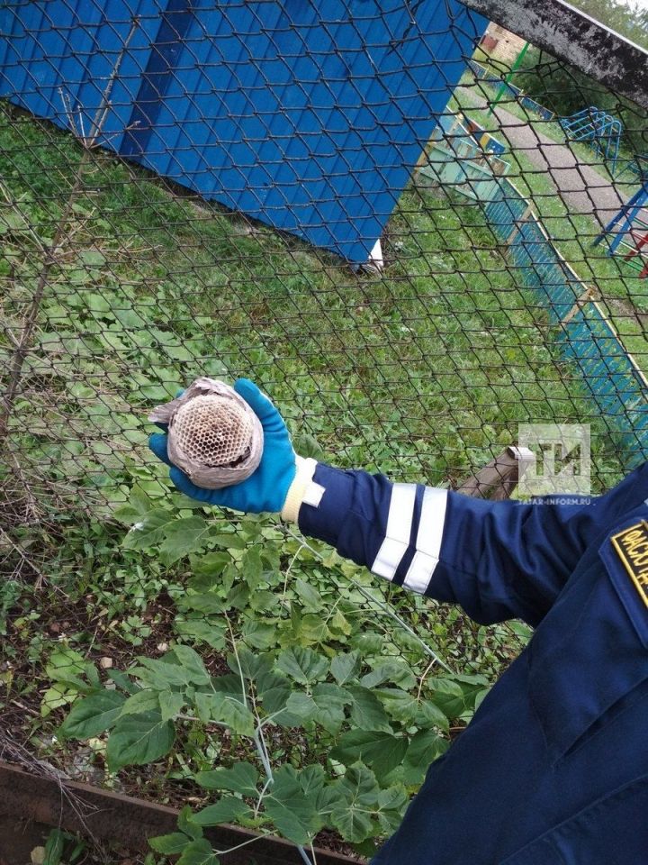 В Лениногорске спасатели прогнали из детсада ос и летучую мышь