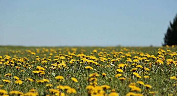 Зелёная аптека: одуванчик