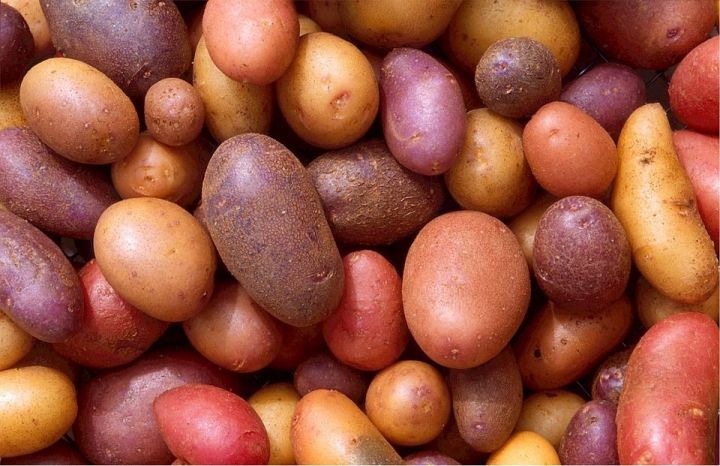 Эксперты дали советы по выбору картофеля