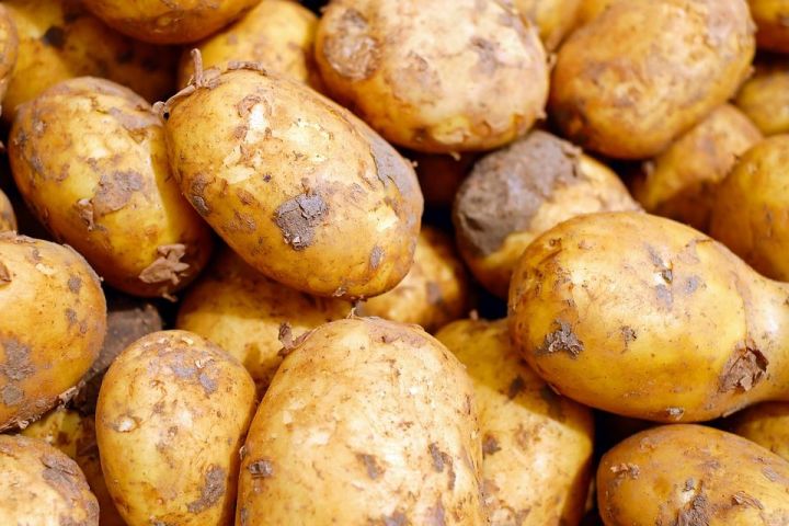 Как правильно хранить картофель? На заметку лениногорцам!