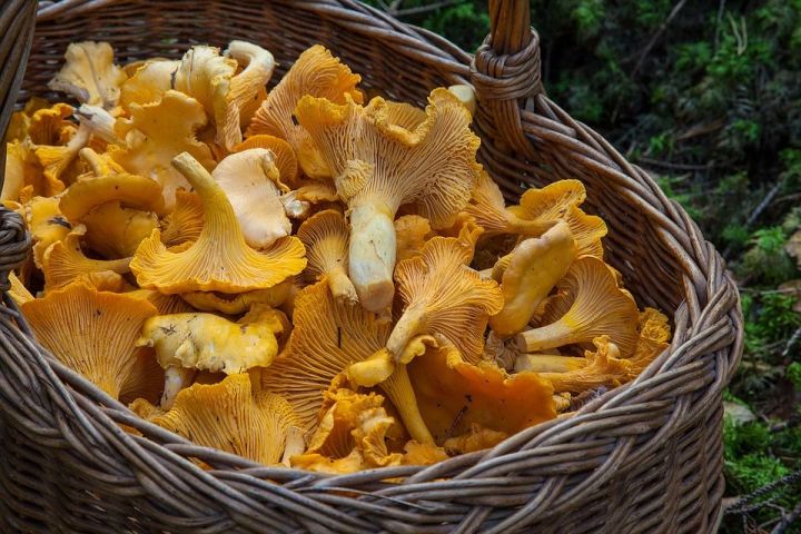 Как приготовить грибы «Зонтики»? Грибы «Зонтики» в кляре