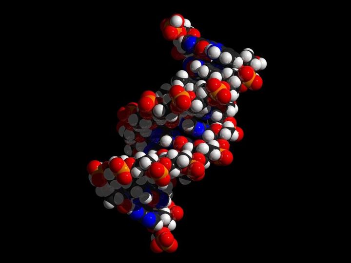 10 сентября открыта уникальность ДНК — «генетические отпечатки»