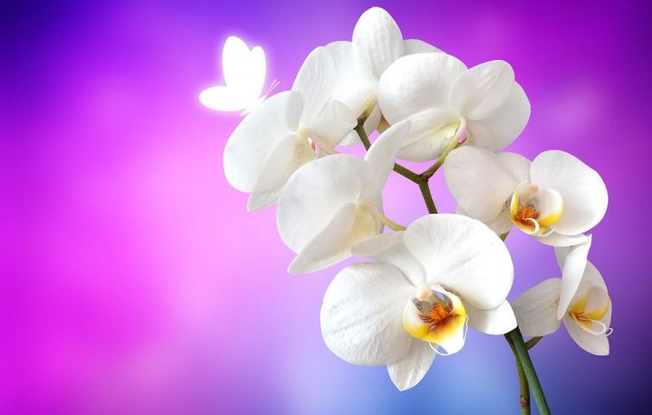 Орхидея дома: приметы и суеверия, связанные с цветком
