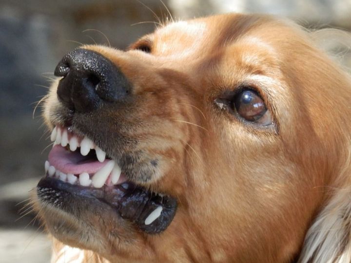 Главный ветврач Высокогорского района рассказала, что делать при укусе бродячей собаки