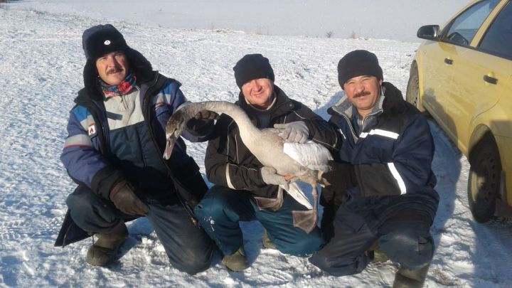Лениногорцы спасли умирающего лебедя!