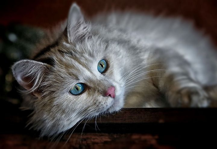В казанском хосписе кошка после смерти пациентки начала отказываться от еды