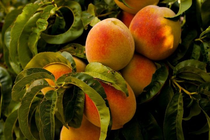 Чем полезен персик для женского и мужского здоровья