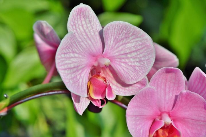 Почему я погружаю орхидеи, а не поливаю из лейки - давно отказалась!
