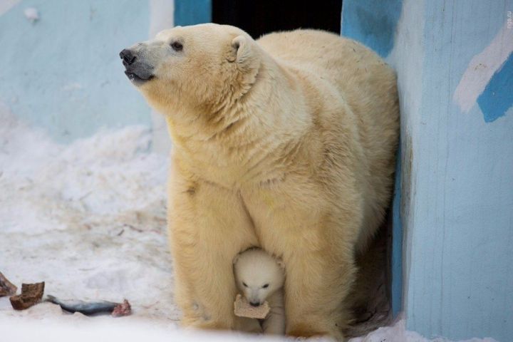 Медведица Герда из Новосибирского зooпapка вывела свoeго малыша на пepвую прогулку.