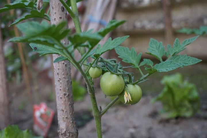 Небольшая оплошность может погубить все ваши старания при выращивании рассады томатов