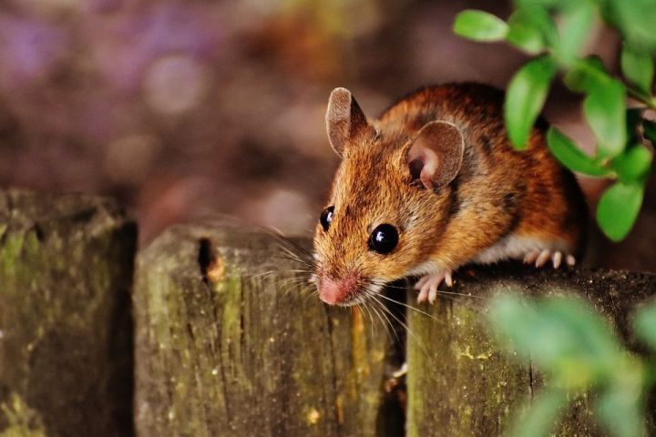 Как избавиться от мышей на дачном участке