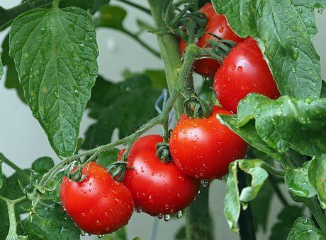Как вырастить здоровую и крепкую рассаду помидор в домашних условиях