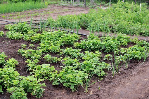 Как защитить огород от грядущего похолодания