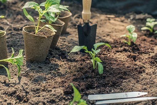 Почва для помидор: какой она должна быть