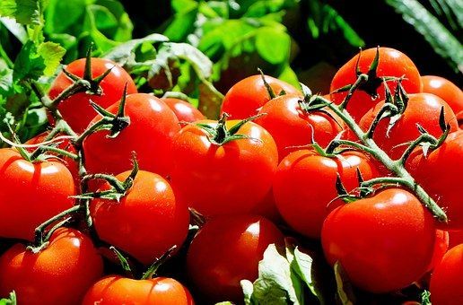 Почему не стоит выбрасывать пасынки томатов