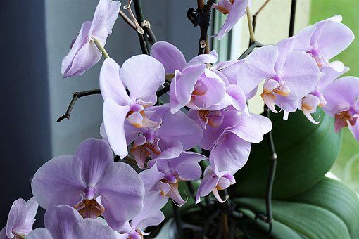 Элементарный способ, который заставит цвести даже самую «вредную» орхидею!