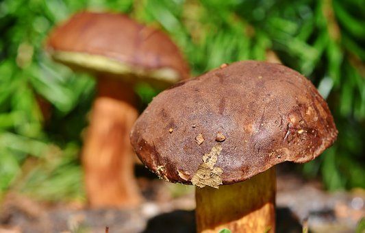 Диетологи советуют есть грибы, но некоторым они противопоказаны