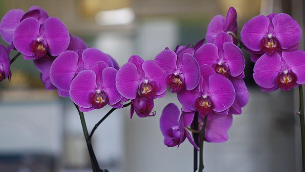 Почему орхидея не выпускает цветонос и как ее заставить это сделать?