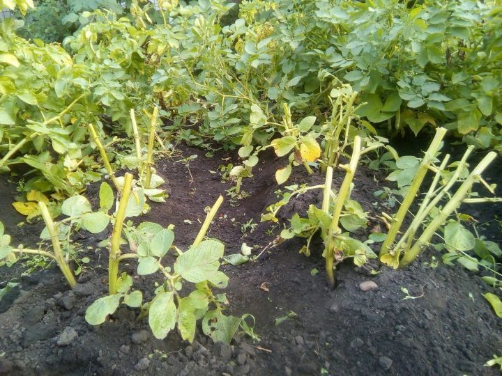 Картофельную ботву опытные огородники советуют срезать