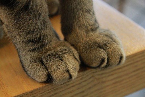 Не бешенство: кошачьи когти являются переносчиками опасного заболевания