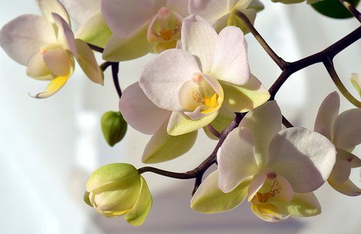Обильное цветение гарантировано: чесночное лакомство для орхидей