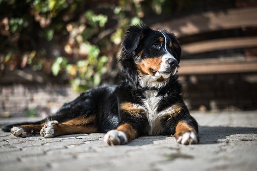 Ученые выявили пользу собак для здоровья их владельцев