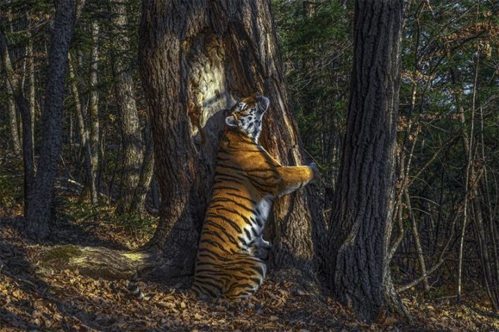 Обнявший дерево амурский тигр - главный приз на престижном конкурсе фотографов дикой природы