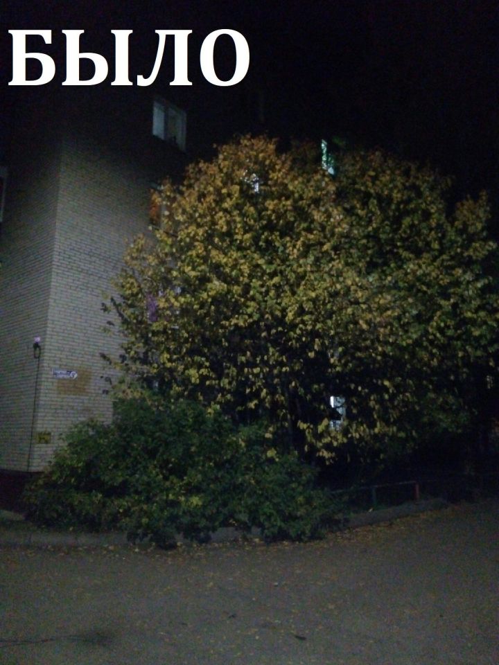 Житель Лениногорска пожаловался на растущее дерево перед окнами