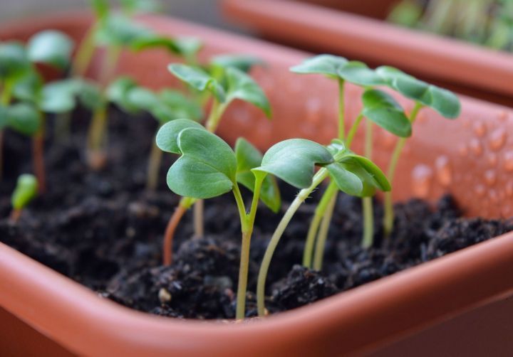 Как вырастить микрозелень на подоконнике без земли