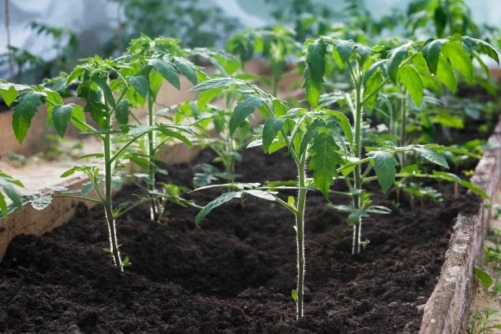 Чем подкормить помидоры, после высадки в грунт, чтобы лучше прижились и быстрей начали появляться плоды