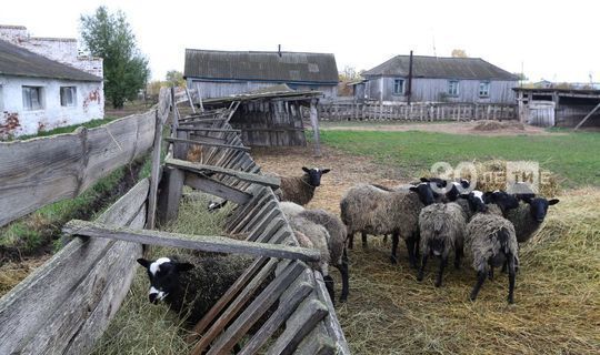 Более 150 фермерских хозяйств Татарстана выиграли гранты почти на 900 млн рублей