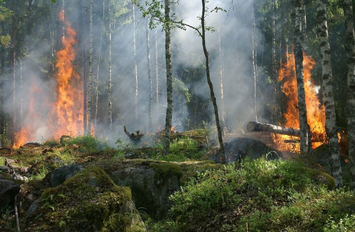 В Татарстане объявили штормовое предупреждение из-за пожароопасности лесов