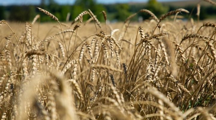 Уже 3-й миллион тонн зерна урожая собрали аграрии Татарстана в 2020 году