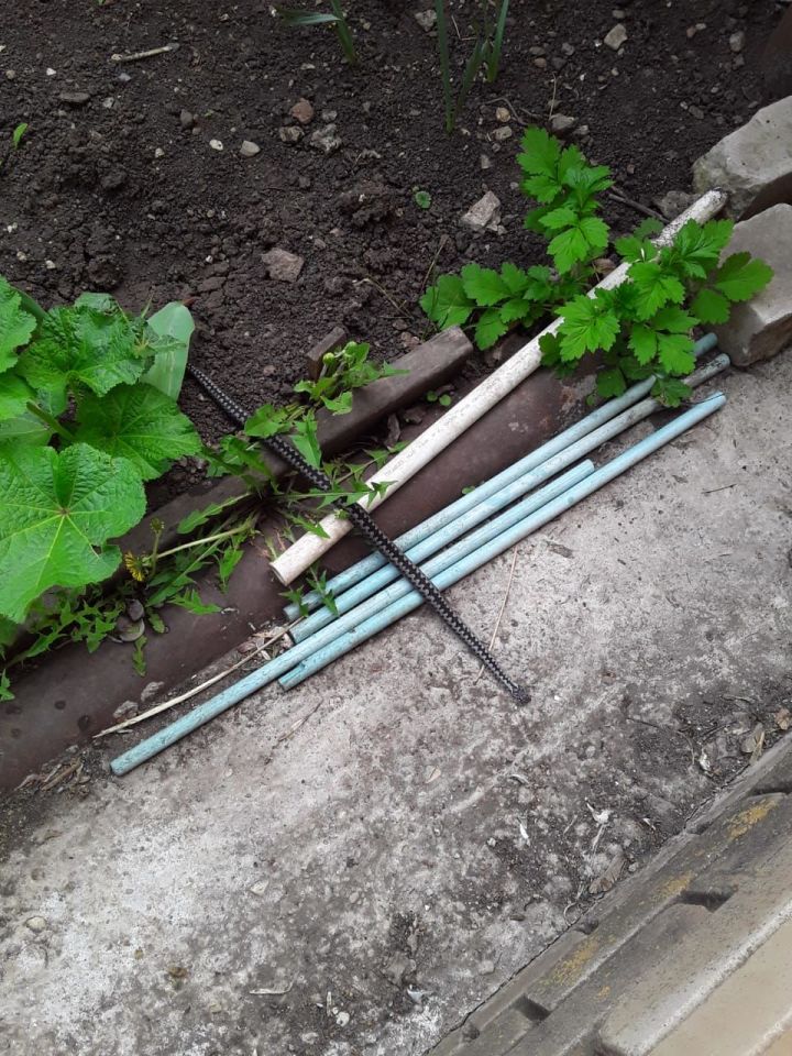 Без паники: в одном из лениногорских садов замечена гадюка