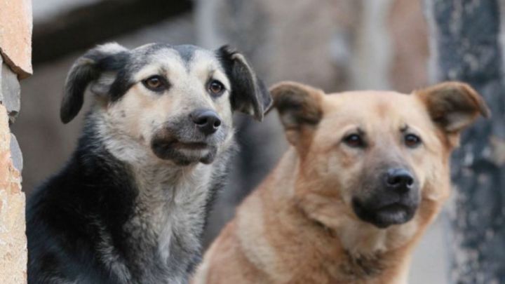 В Лениногорске будет производиться отлов безнадзорных собак