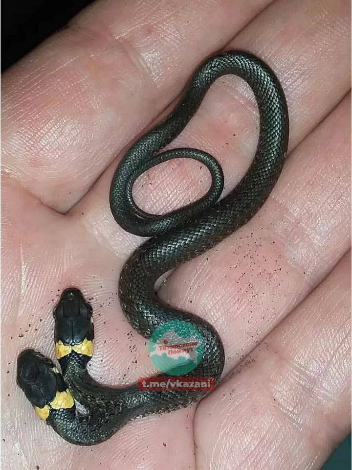 В Бугульминском районе Татарстана найдена двухголовая змея