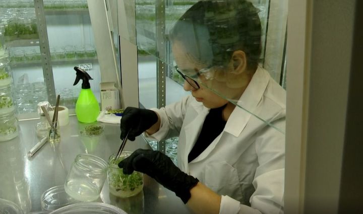 С октября шугуровские школьники занимаются микроклонированием растений