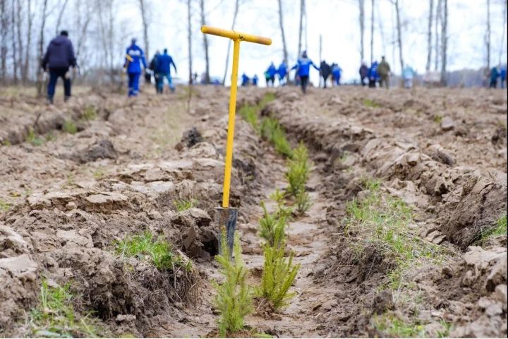 Работники АО «Транснефть – Прикамье» приняли участие в международной акции «Сад памяти»
