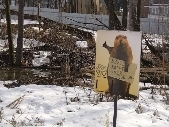В лесопарковой зоне Лениногорска бобры повреждают деревья