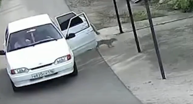В Альметьевске обсуждают видео, где женщина  из машины выбросила щенка и уехала