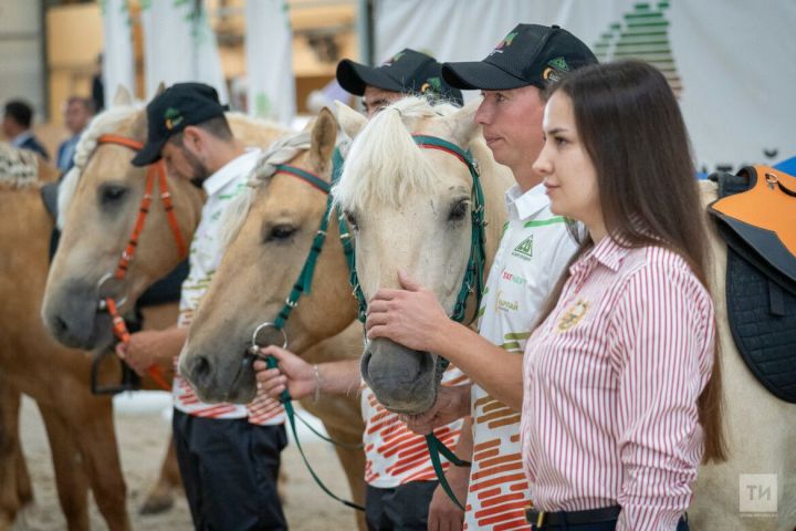 Четыре лошади татарской породы из Лениногорского района участвуют в конном пробеге до Алтая