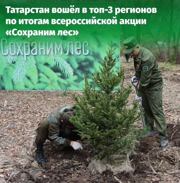 Татарстан стал одним из 3 лучших регионов России по сохранению и восстановлению лесов