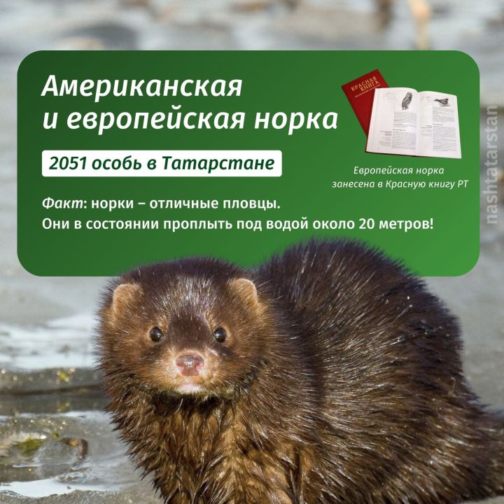 Кто живет в реках Татарстана?