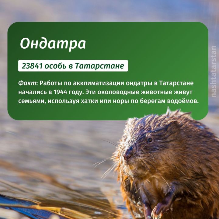 Кто живет в реках Татарстана?
